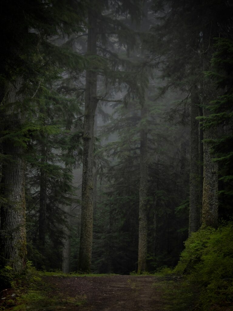 A path disappearing through tall trees and low woodland mist.