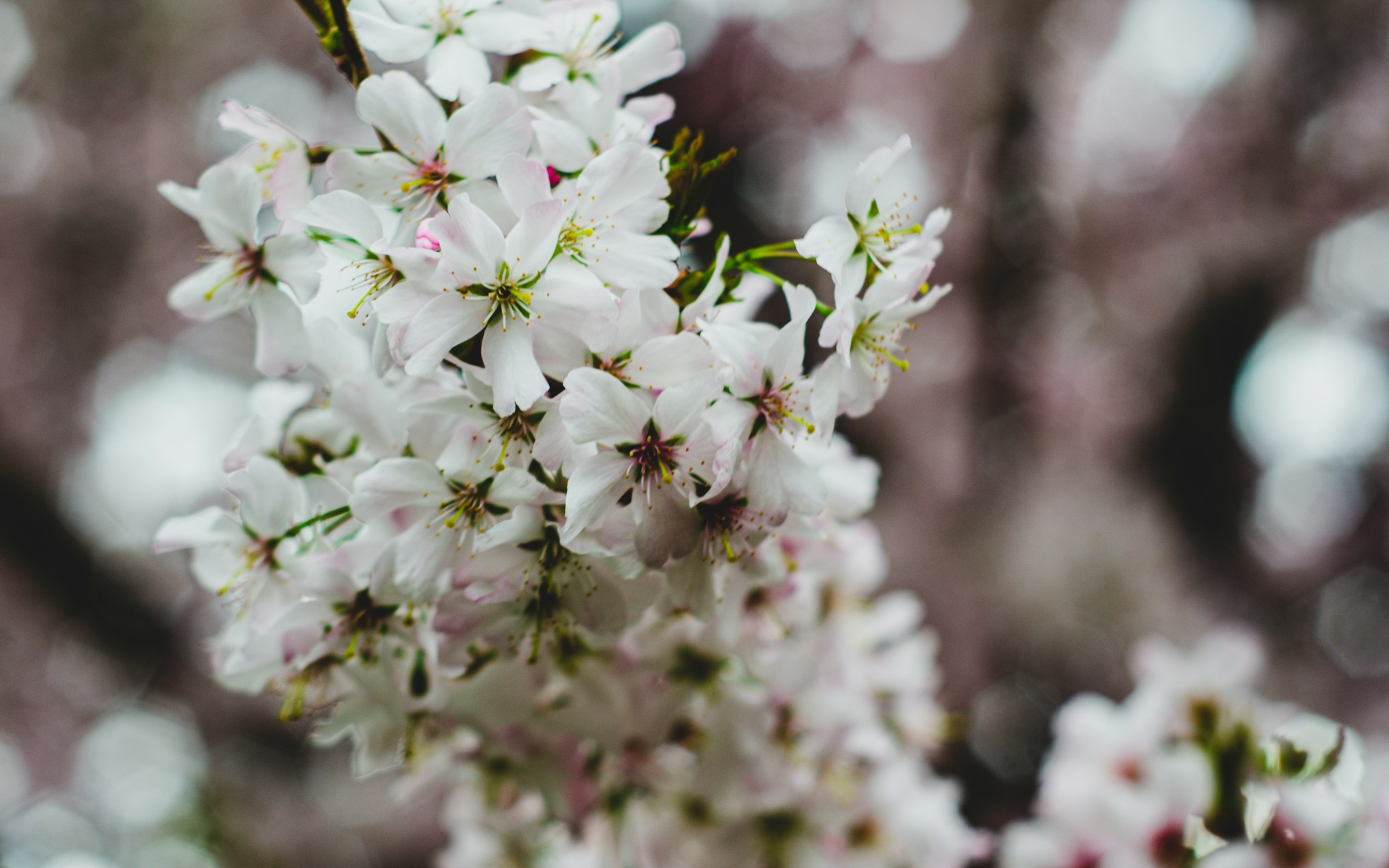 Blossom.
