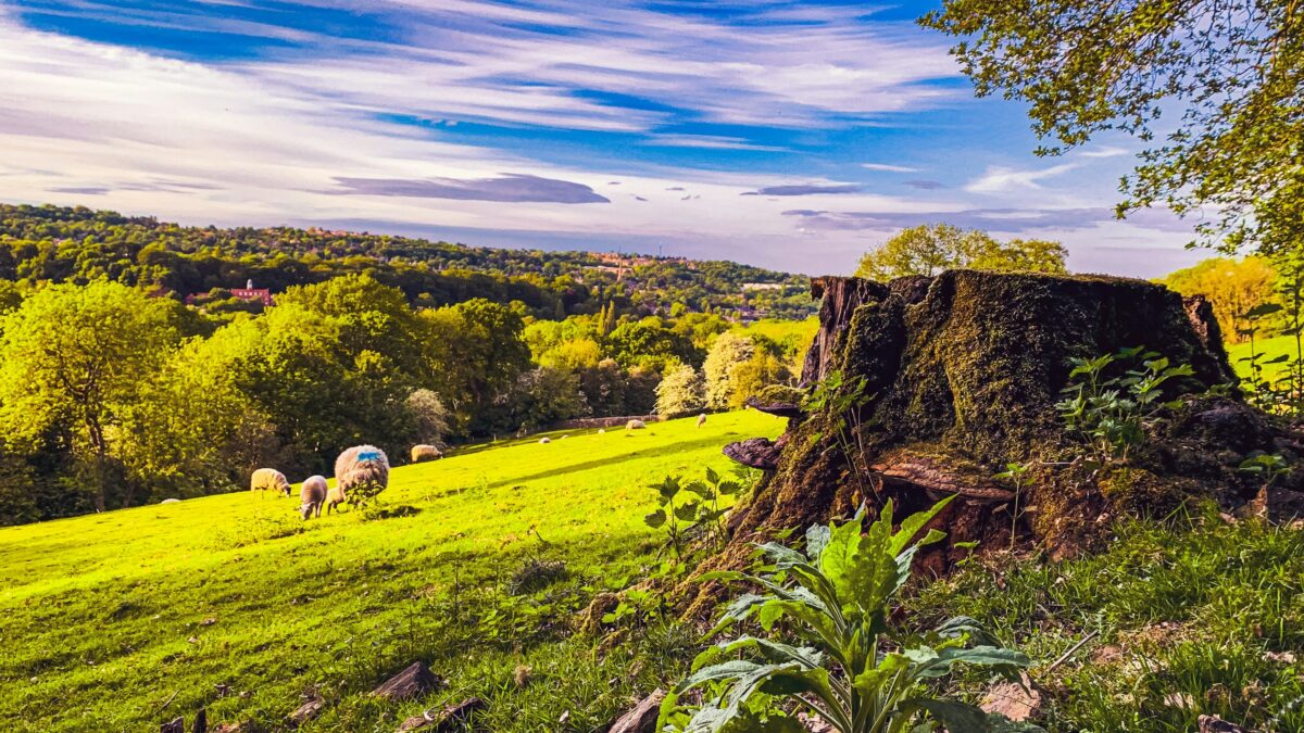 Illustrative photo of Sheffield for Merry Making - Cupola Christmas Show