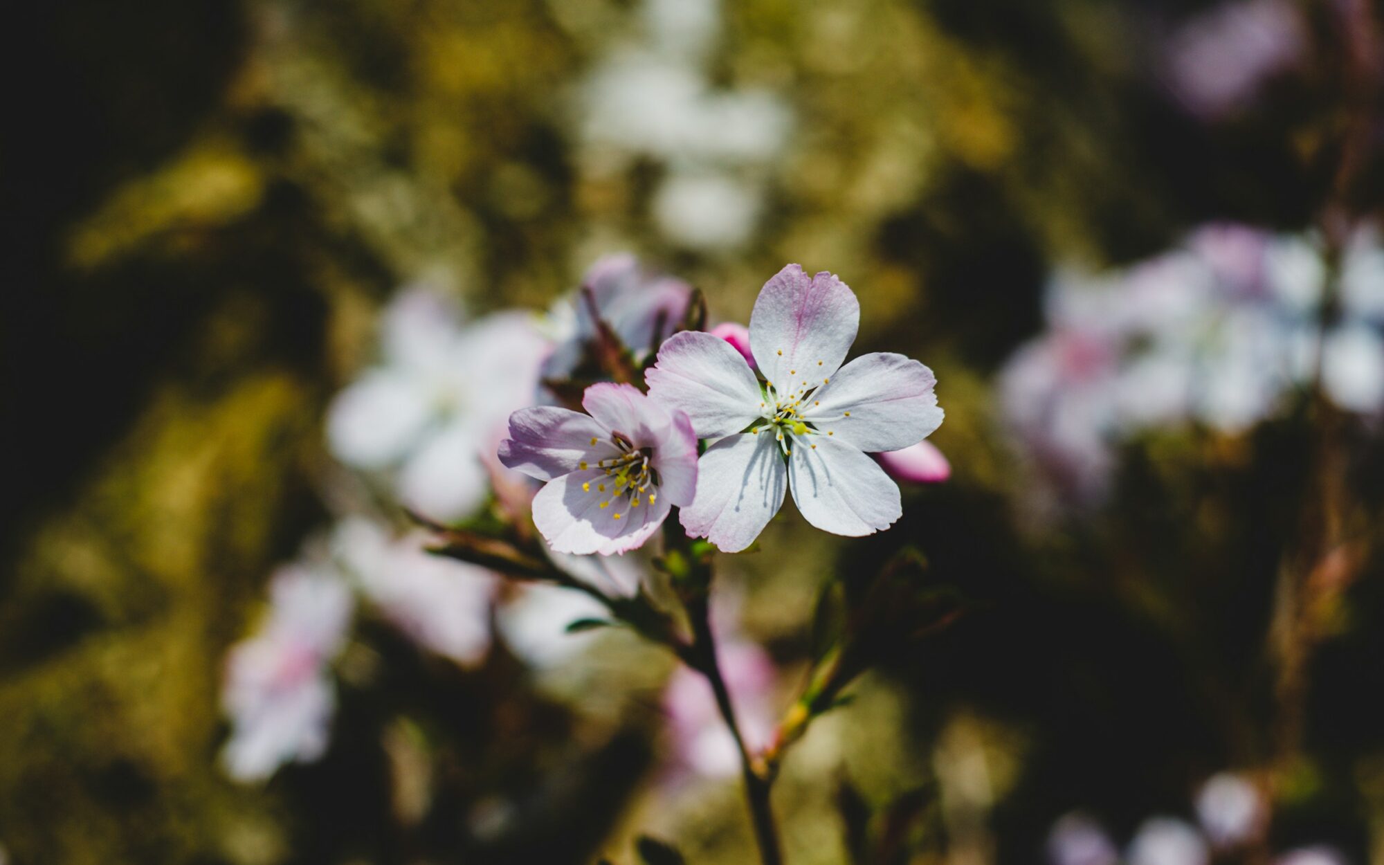Flowers :)
