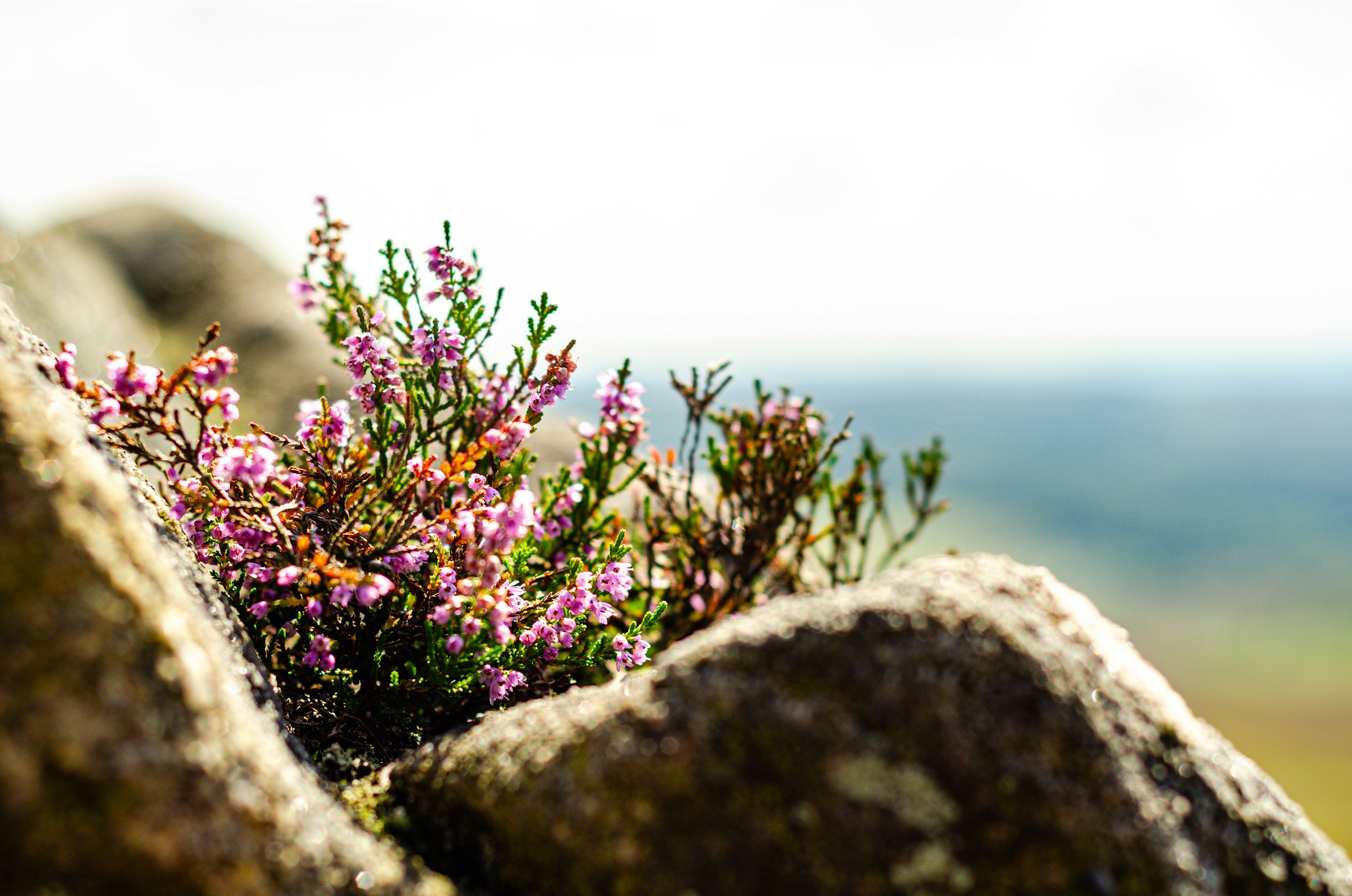 Flowers up on Higger Tor.