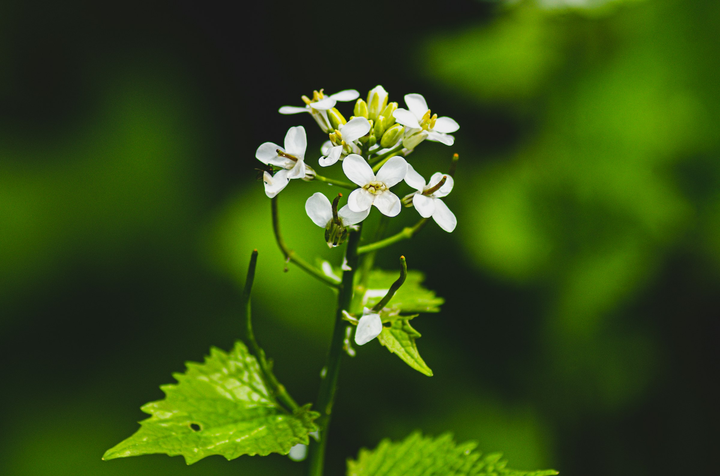 Some dainty flowers.