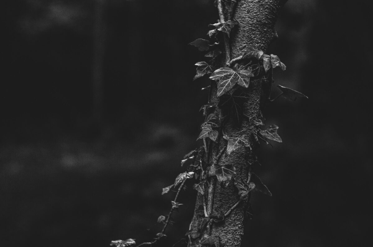 Illustrative photo of Sheffield for Into the Woods