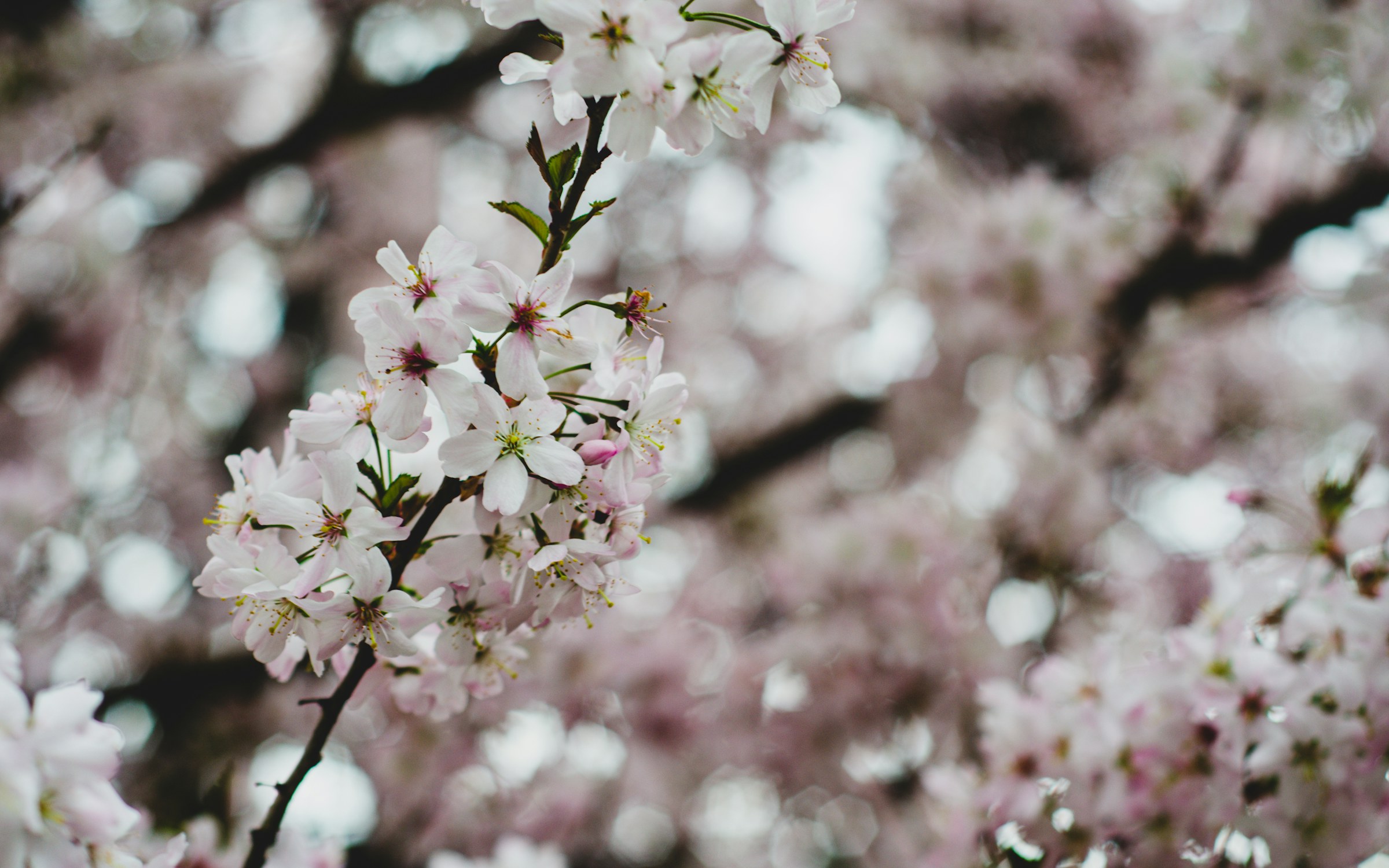 Lots of flowers. :)