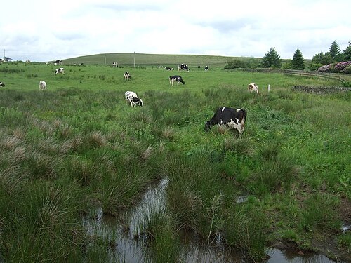 Boggy grazing, Moscar - geograph.org.uk - 5895417